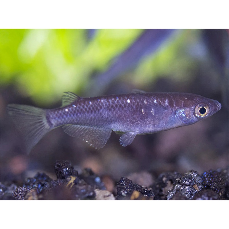 Black Medaka