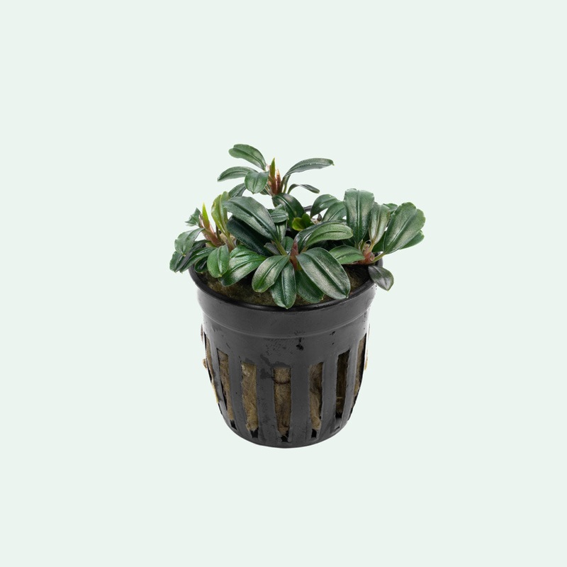 Bucephalandra Brownie Phoenix Brown