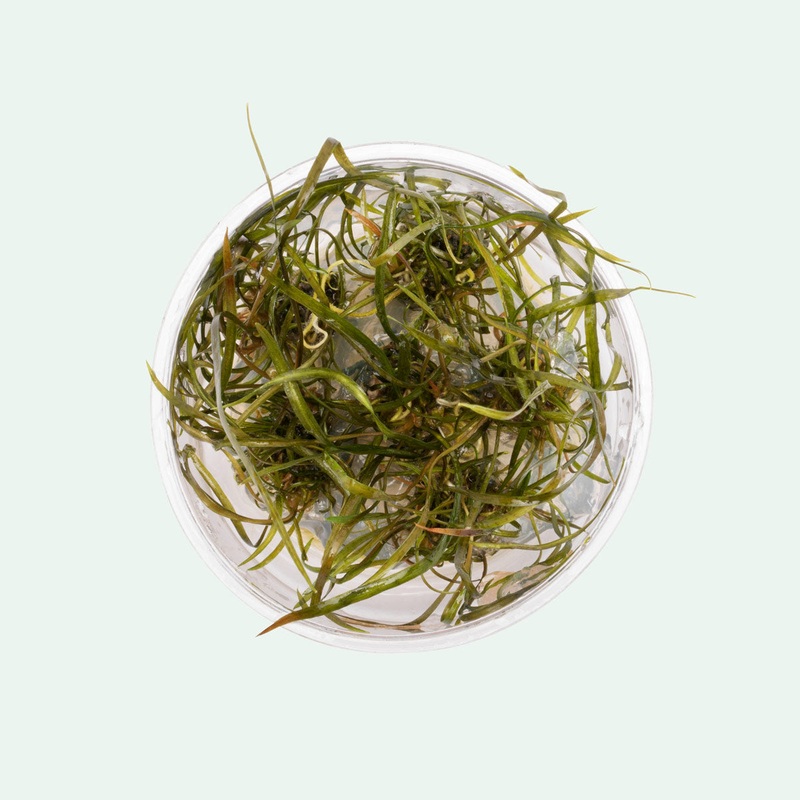 Cryptocoryne Crispatula Tonkinensis