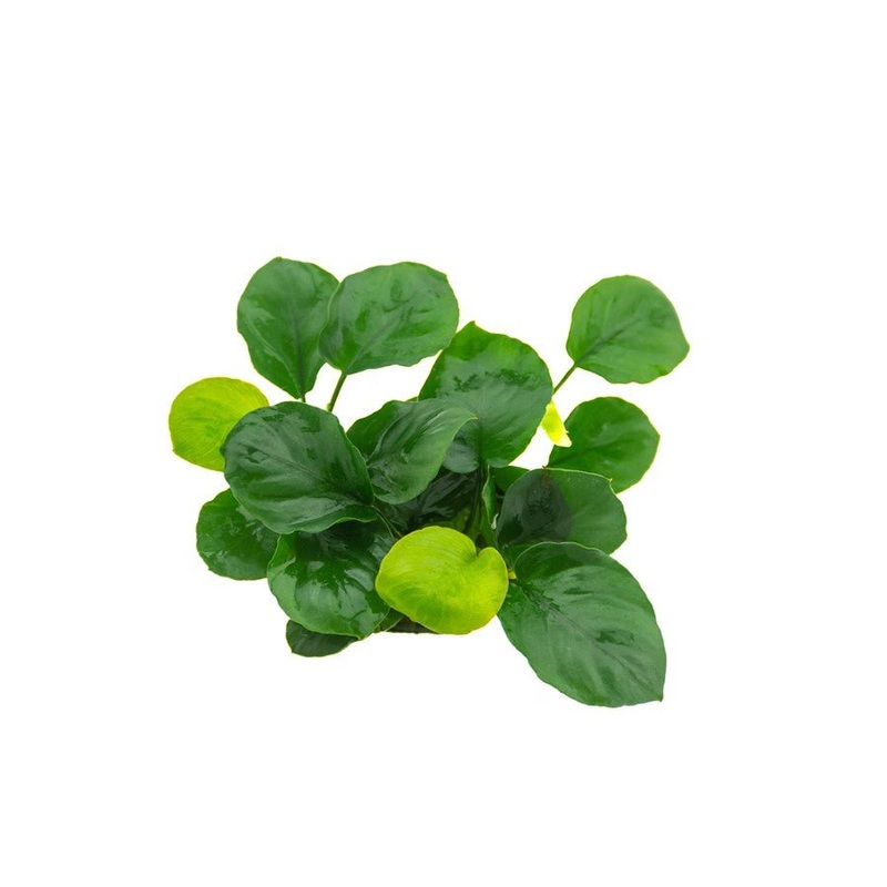Dennerle Anubias barteri Coin Leaf