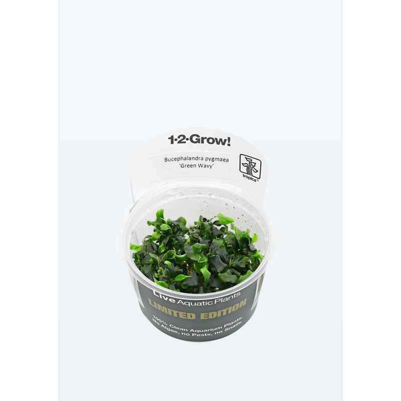 Limited Edition – Buce. pygmaea