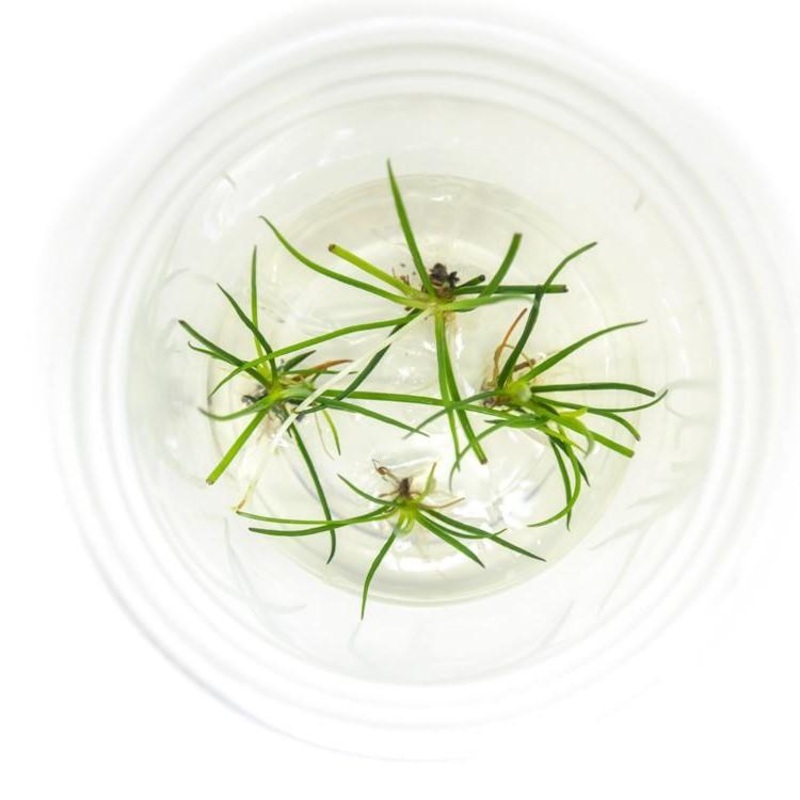 TCulture Littorella uniflora (TC Cup)