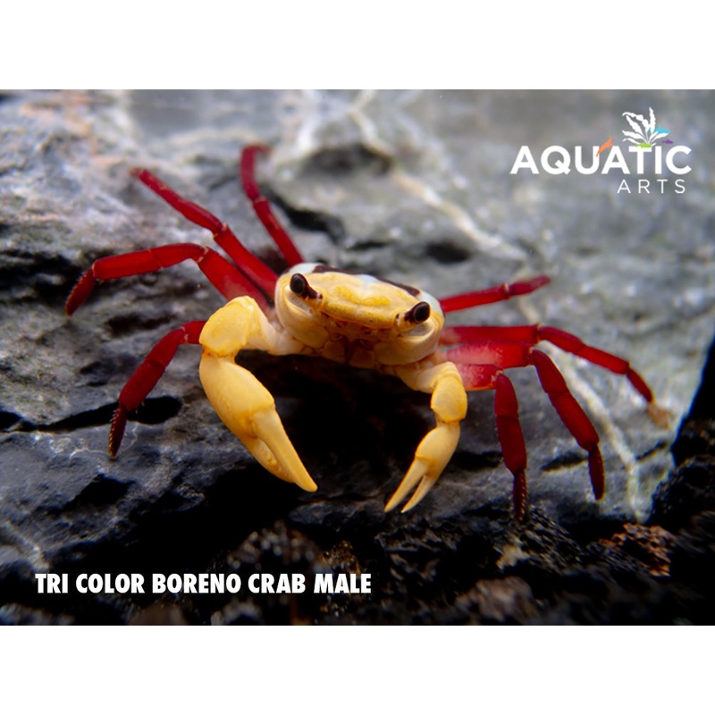 Tricolor Borneo Crab (Lepidothelphusa sp)