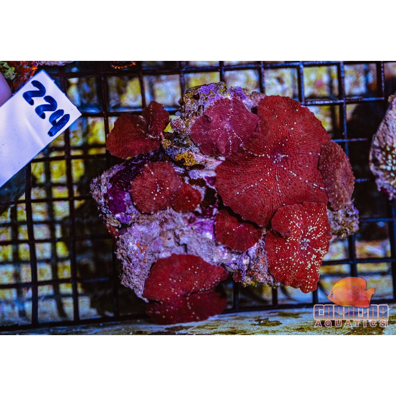 WYSIWYG 224 Mushroom