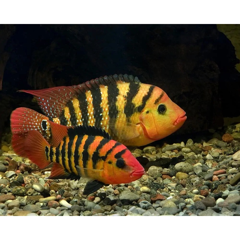 XL Green Terror Cichlid