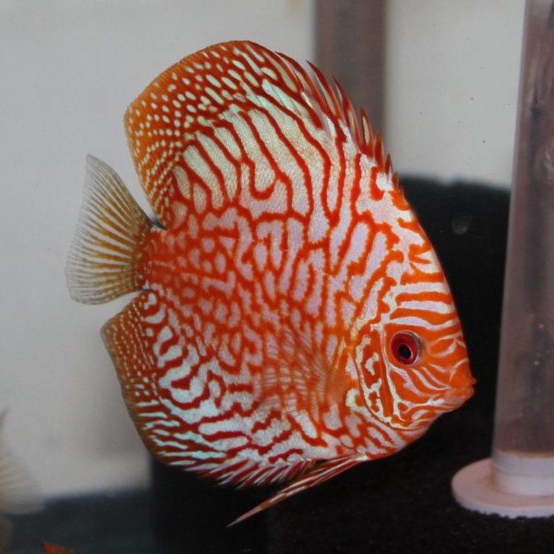 Blood Pidgeon Discus 6cm (IMPORT)