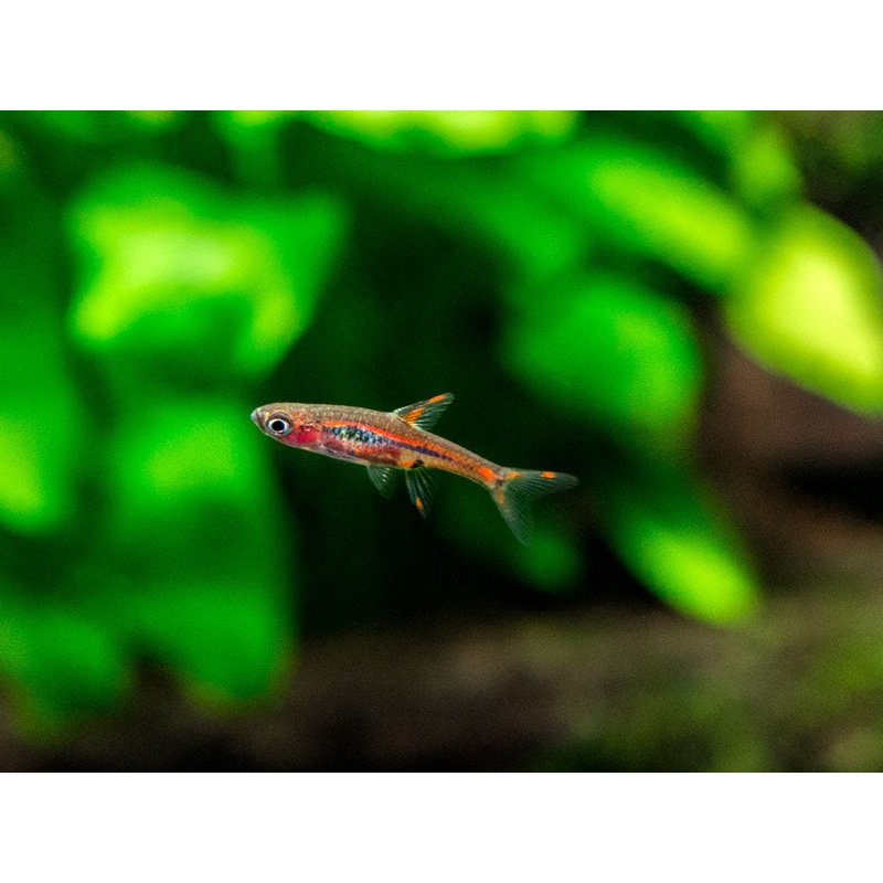 Chili Rasbora AKA Mosquito Rasbora (Boraras brigittae)