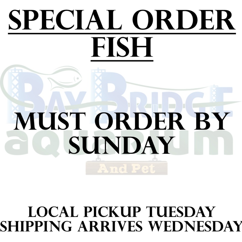 Discus – Cobalt Symphysodon aequifasciatus 3″