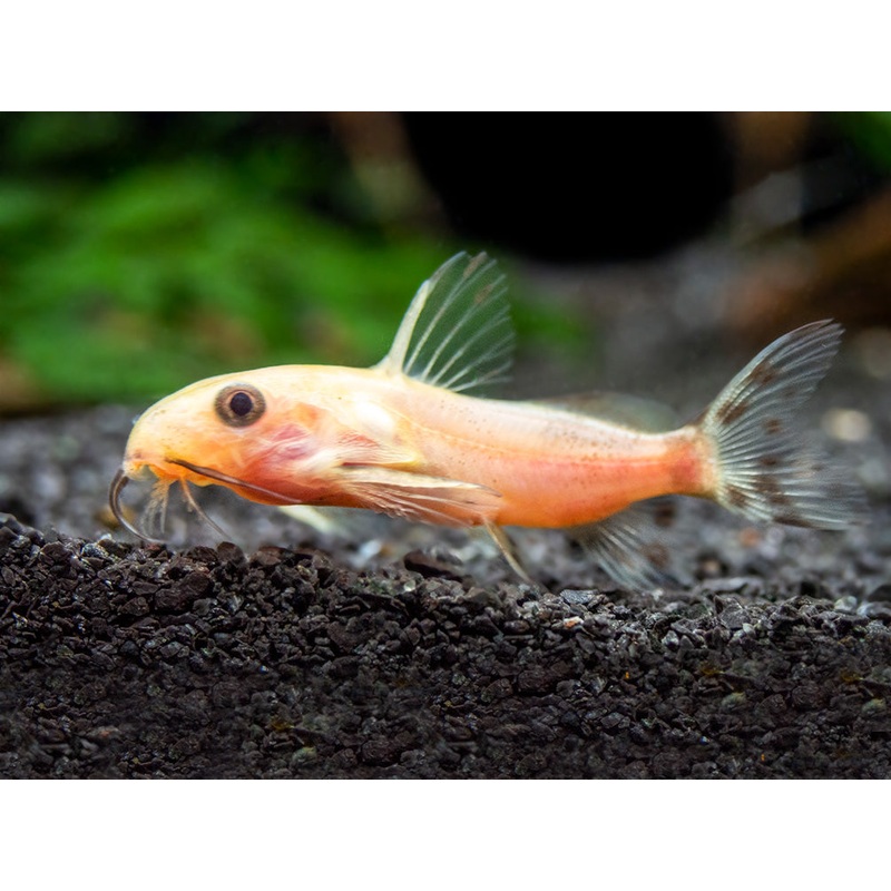 Gold Nigrita AKA False Upside-Down Catfish (Synodontis nigrita), Tank-Bred!