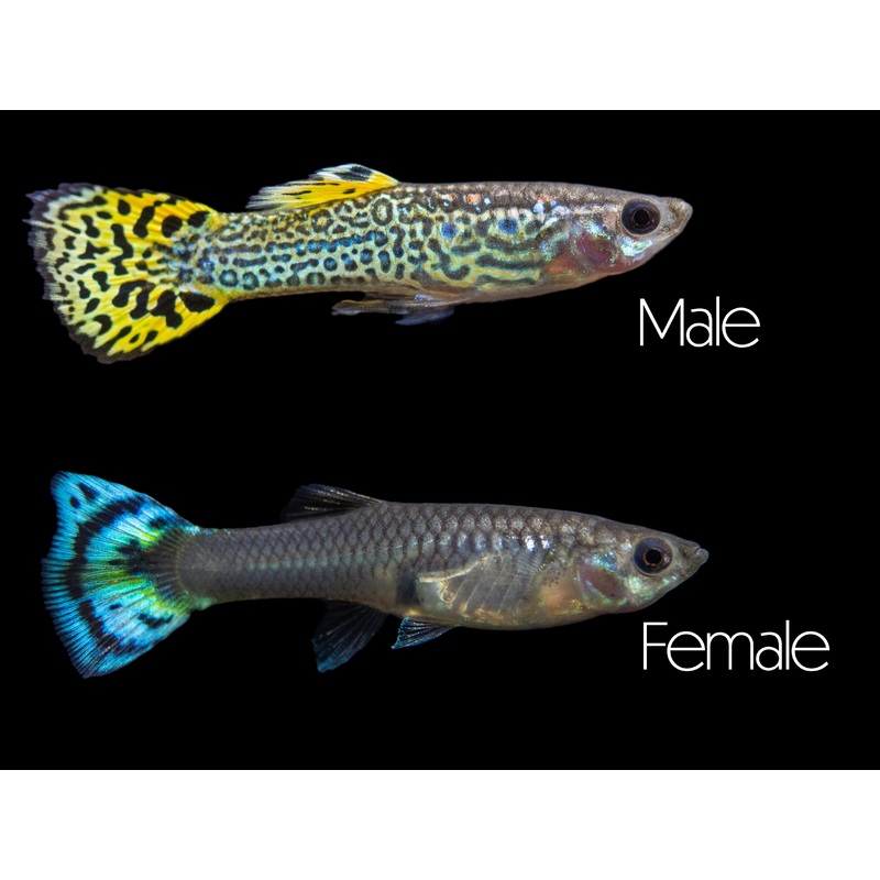 Green Cobra Guppy Female