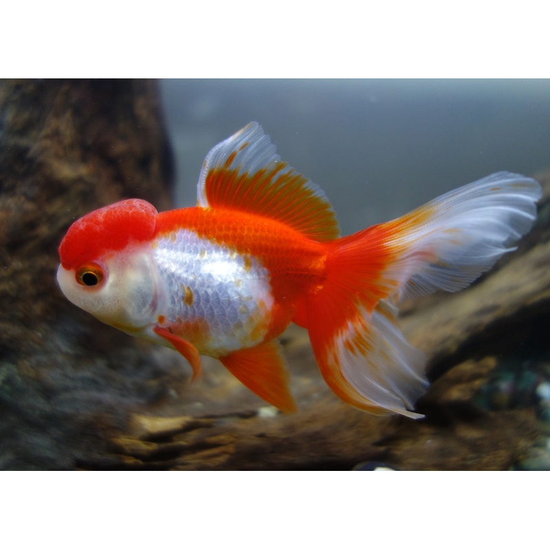 Oranda – Assorted Premium