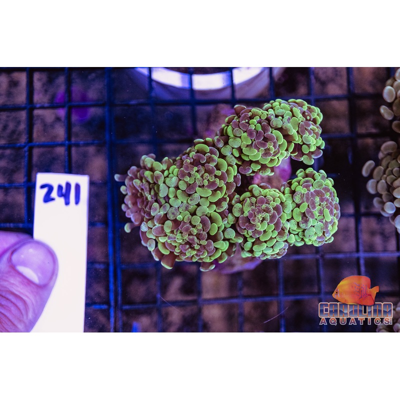 WYSIWYG 241 Branching Hammer