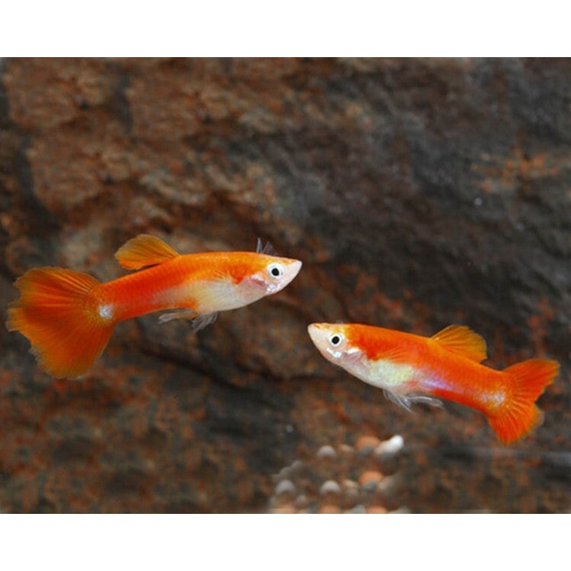 Blonde Red Tuxedo Guppy Male