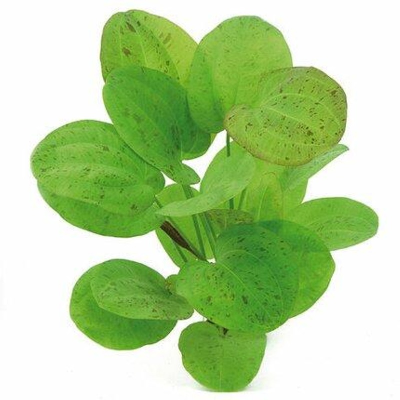 Dennerle Echinodorus Dschungelstar Nr. 9 Spotted Harbich’