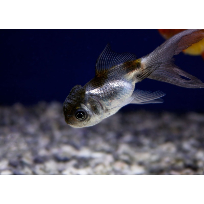 Oranda – Black Cap