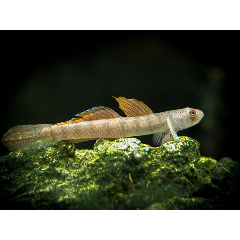 Orange Fin Stiphodon Goby (Stiphodon maculidorsalis)