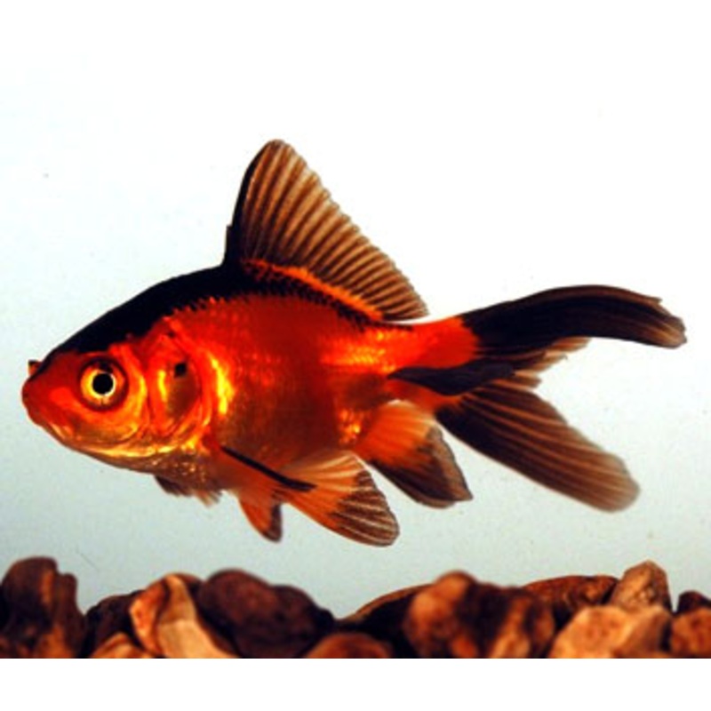 Red And Black Fantail