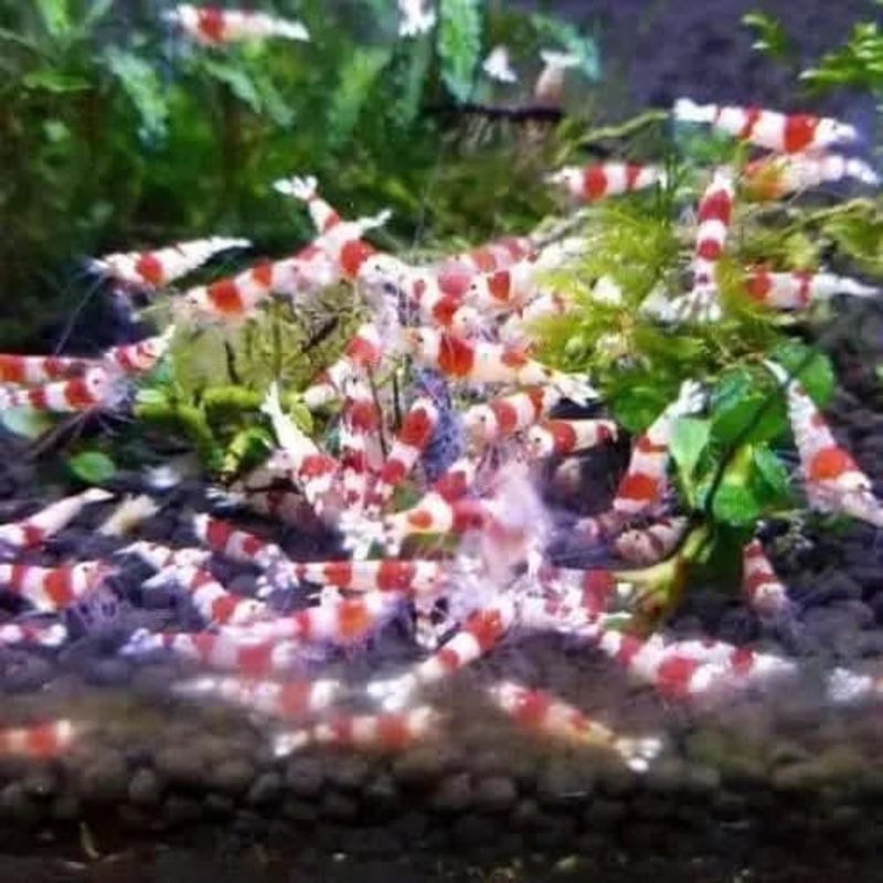 50x Crystal Red Shrimp CRS Colony Starter