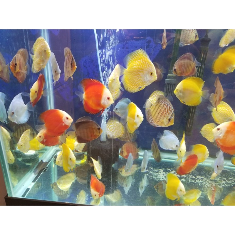 Assorted Discus 6cm Import