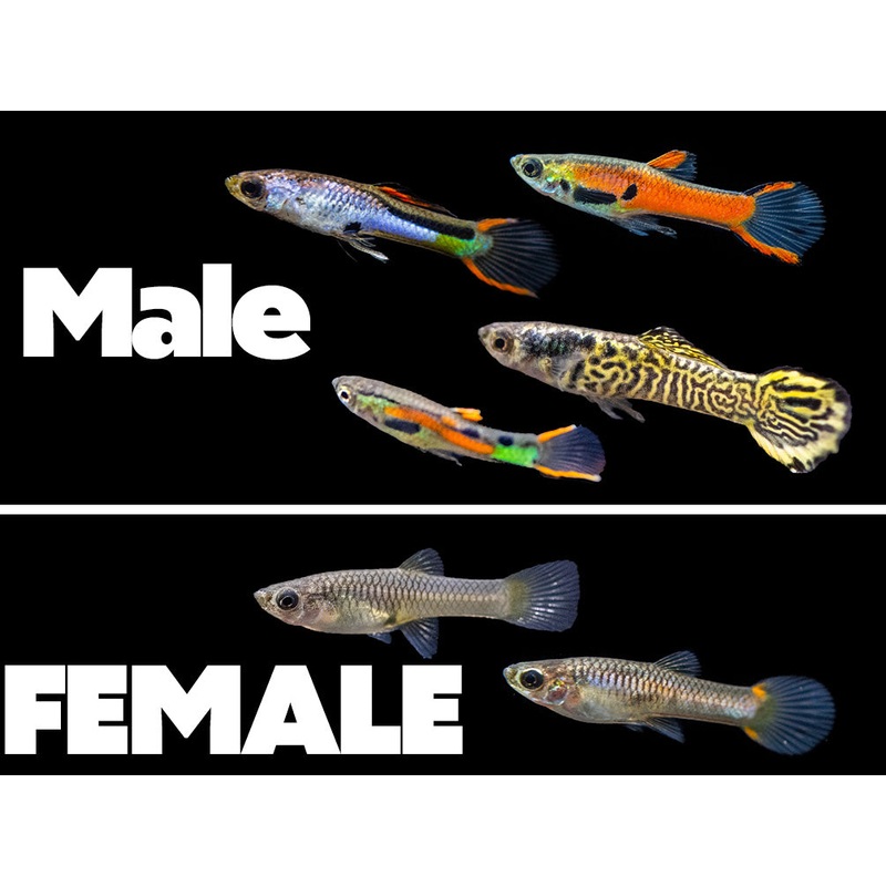 Assorted Endler’s Livebearer (Poecilia wingei), USA BRED!