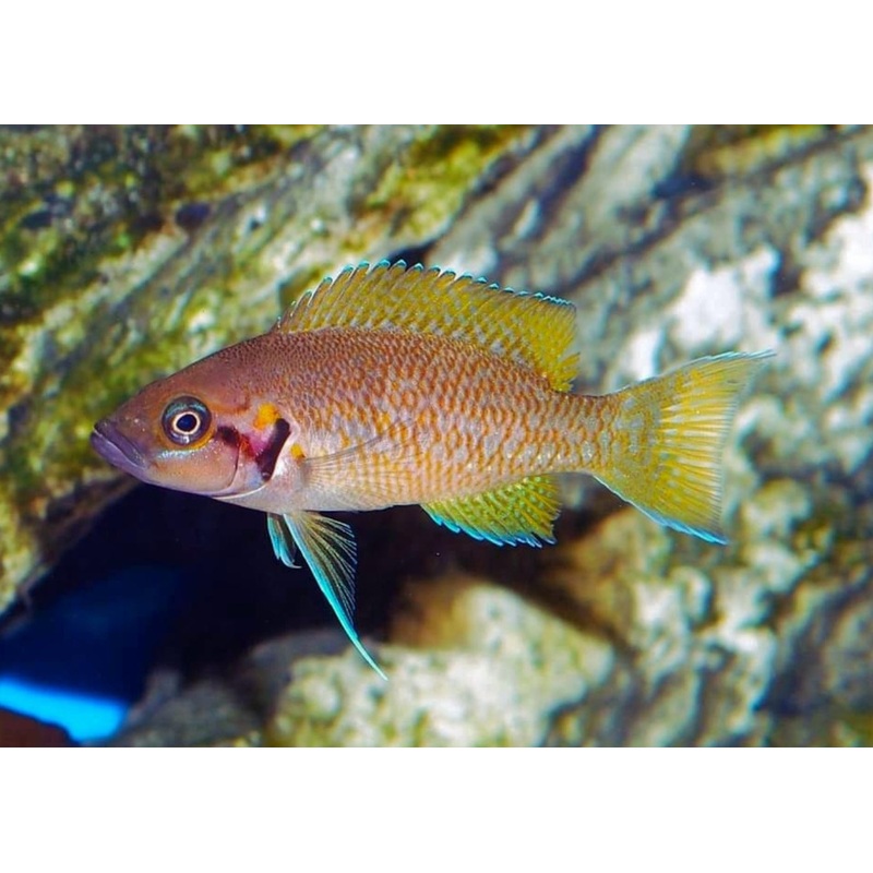 Neolamprologus Helianthus – Sunflower