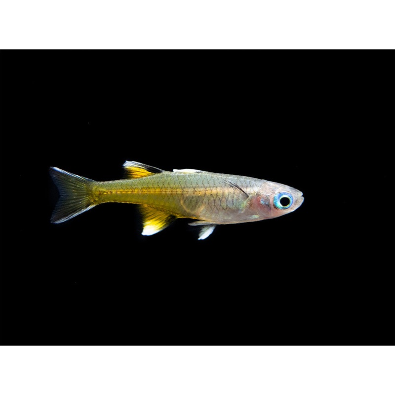 Pacific Signifier Blue Eye Rainbowfish (Pseudomugil signifer) – Tank-Bred!