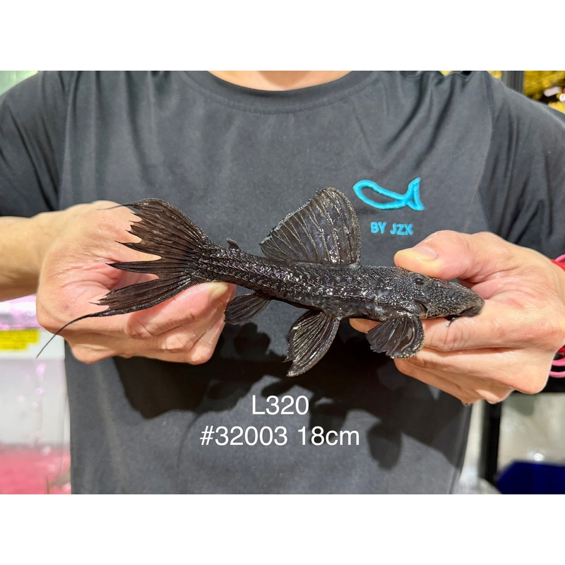 * Pleco *  L320  #32003 18cm (Actual piece) *RARE*