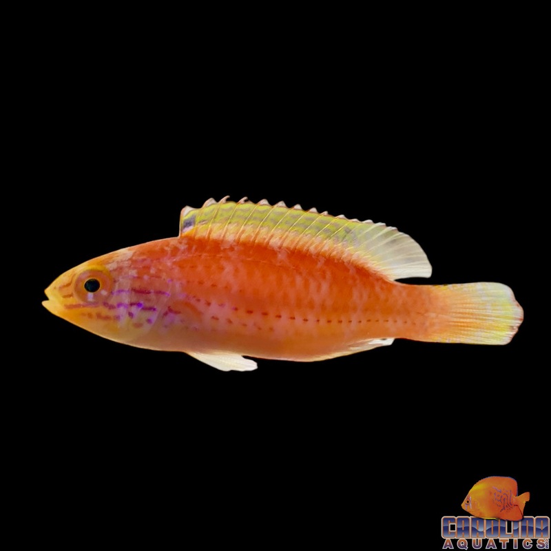 Wrasse – Fairy Kato’s
