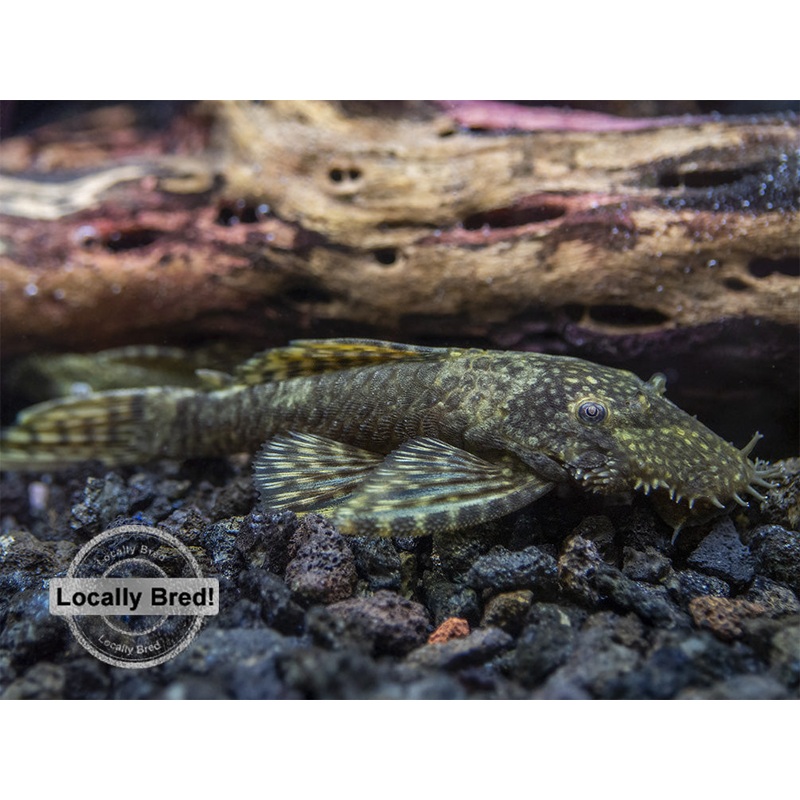 Bristlenose Pleco (Ancistrus cf. cirrhosus) – Locally Bred!