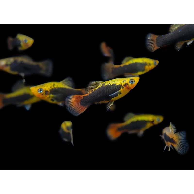 Hawaii Platy (Xiphophorus maculatus) – Tank-Bred!