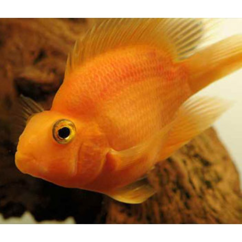 Parrot Cichlid – Blood – B grade