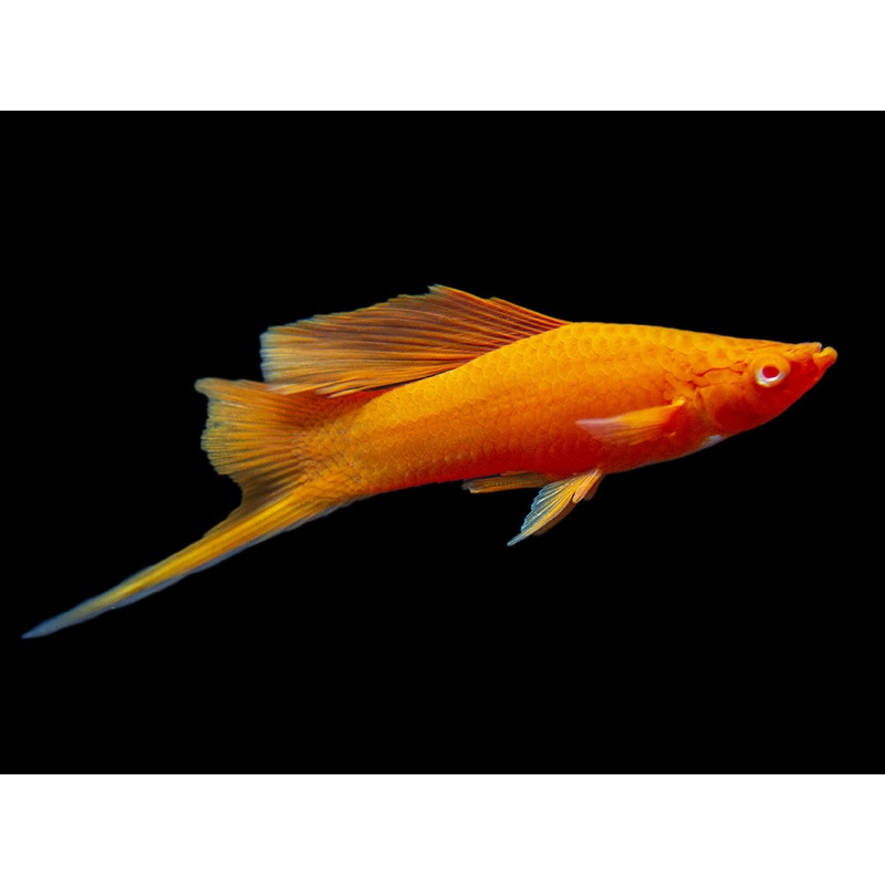 Red Eye Blood Red Hi Fin Swordtail (Xiphophorus helleri) – Tank-Bred!