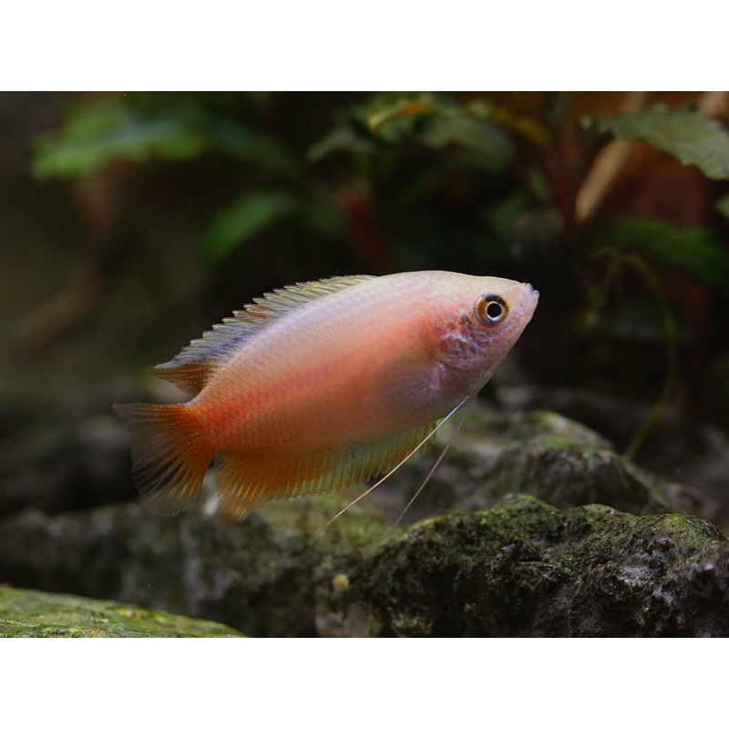 Red Honey Gourami (Trichogaster chuna) Tank Bred