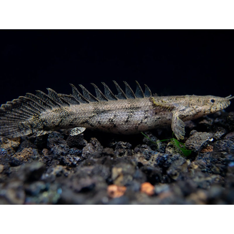 Saddled Bichir (polypterus endlicheri)  – Tank-Bred!