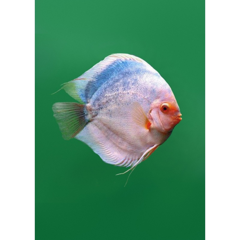 Stendker – Dark Angel