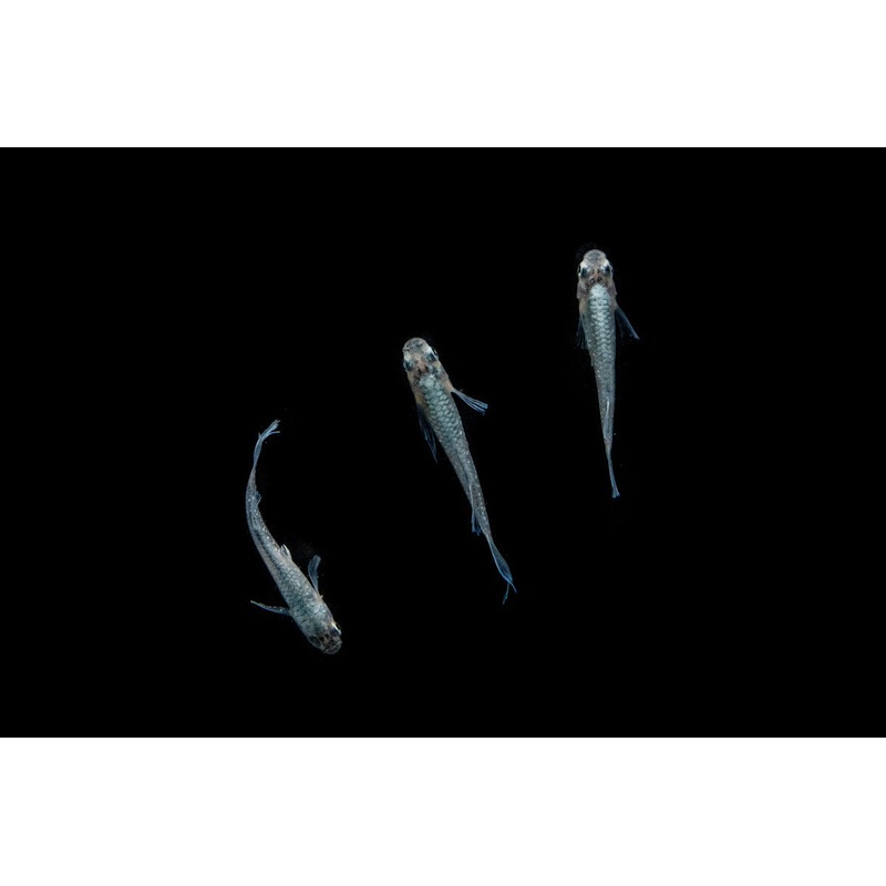 Abi Medaka Rice Fish