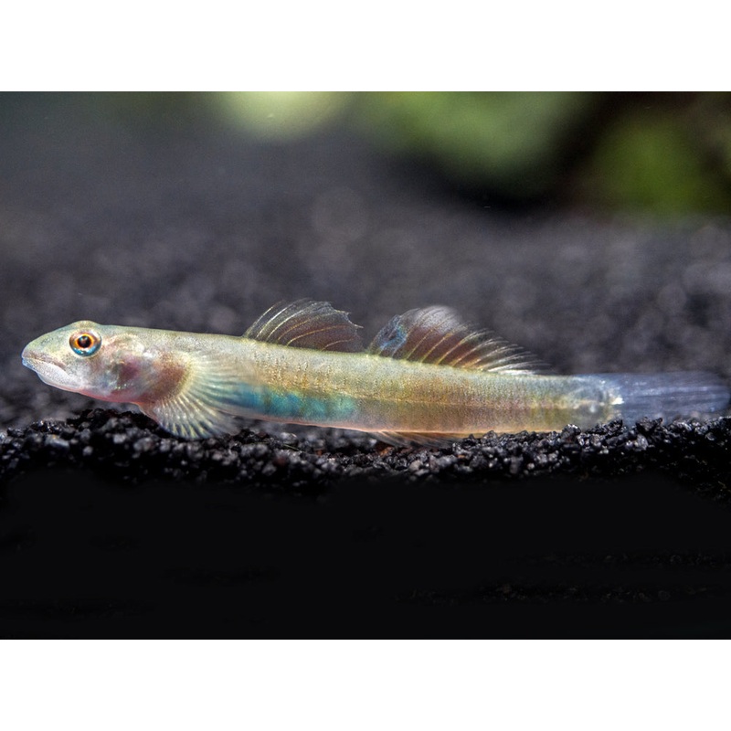 Blue Belly Red Goby (Lentipes ikeae)