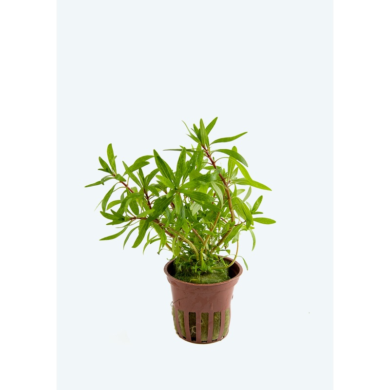 Ludwigia inclinata ‘Cuba’