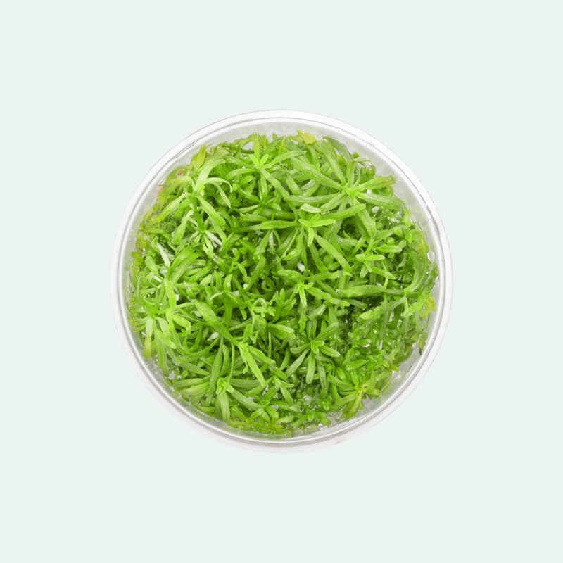 Pogostemon Helferi Downoi