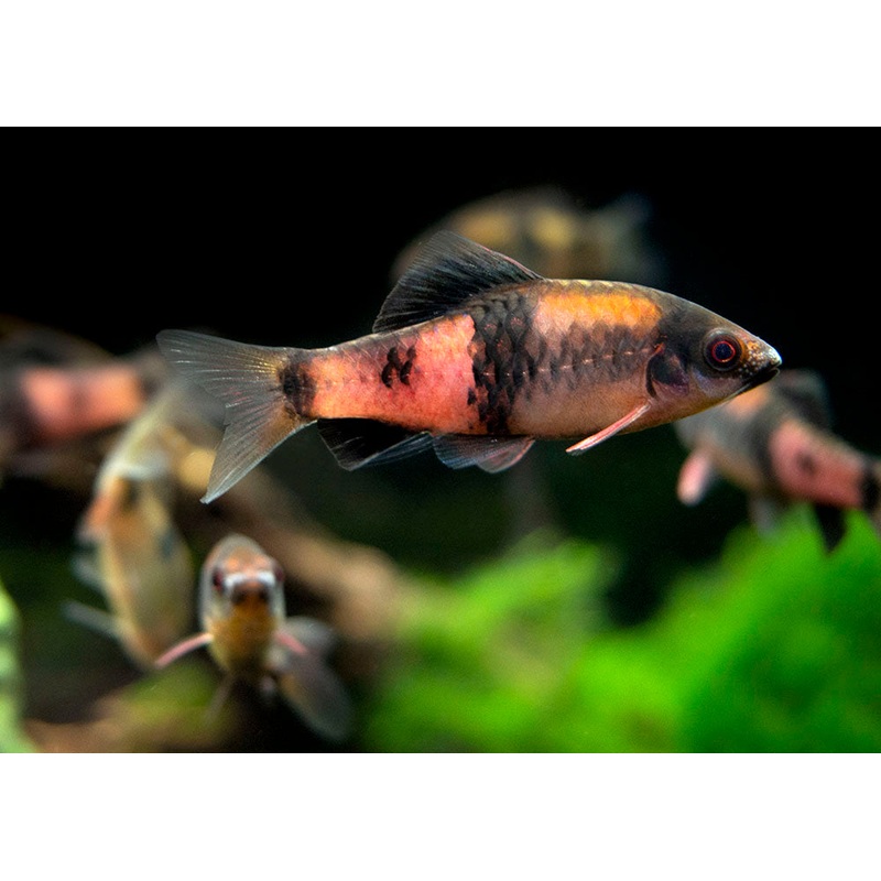 Red Panda AKA Melon Barb (Haludaria fasciata), Tank-Bred