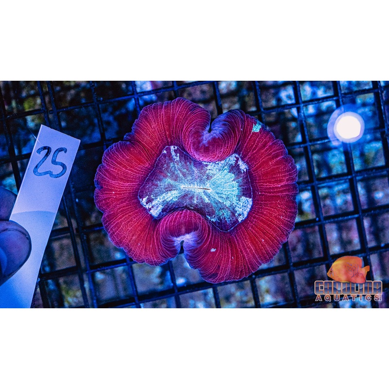 WYSIWYG 25 Wells Brain