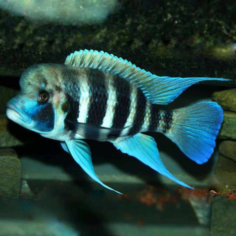 7 Bar Frontosa Kigoma 10cm