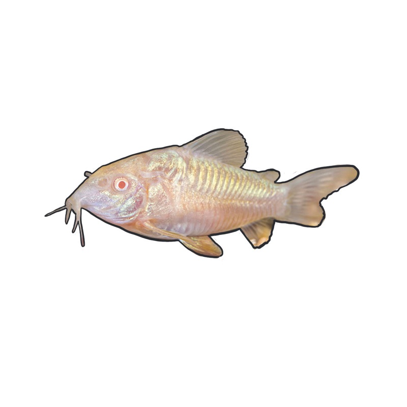Albino Cory Cat