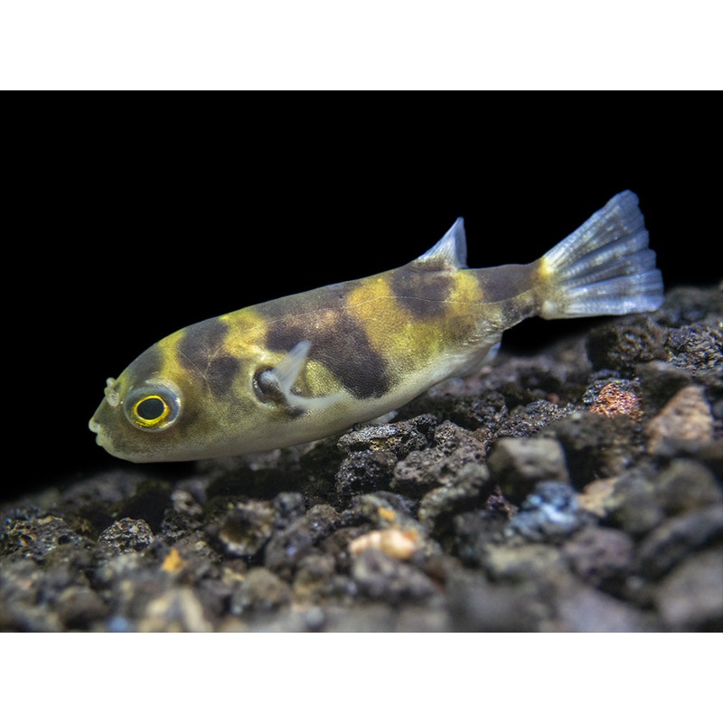 Amazon Puffer (Colomesus asellus)