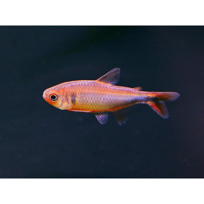 Blueberry Tetra (Hyphessobrycon wadai)  Tank Bred