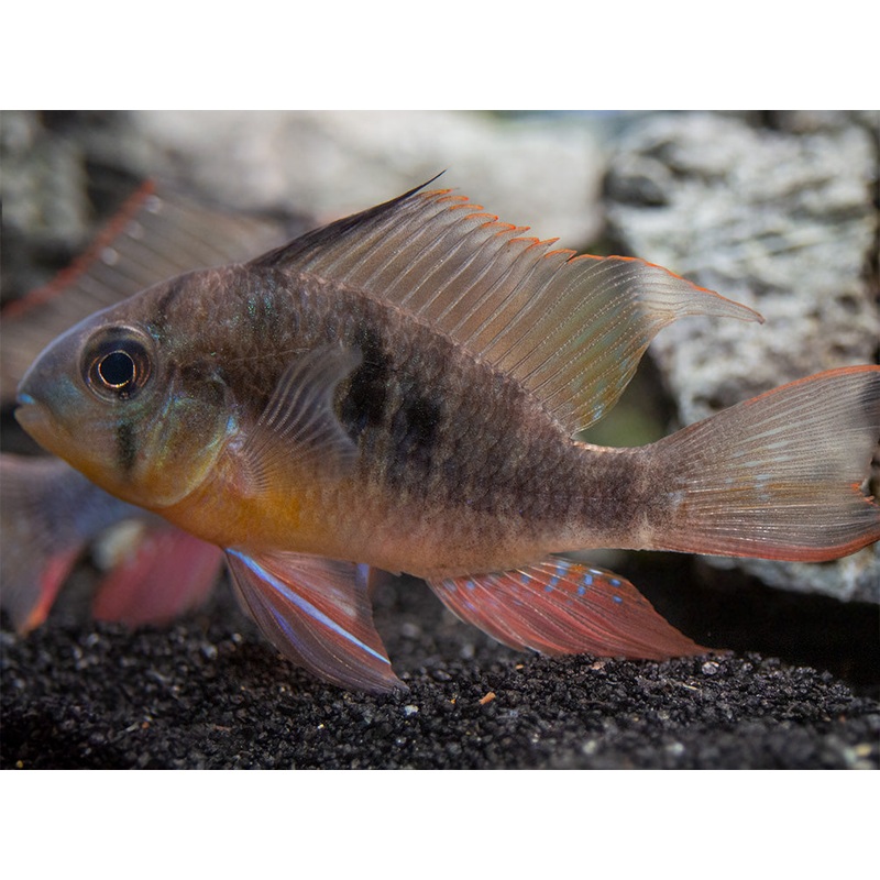 Bolivian Ram Dwarf Cichlid (Mikrogeophagus altispinosus), Tank-Bred