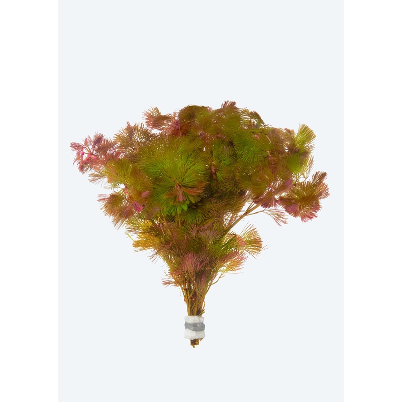 Cabomba piauhyensis furcata