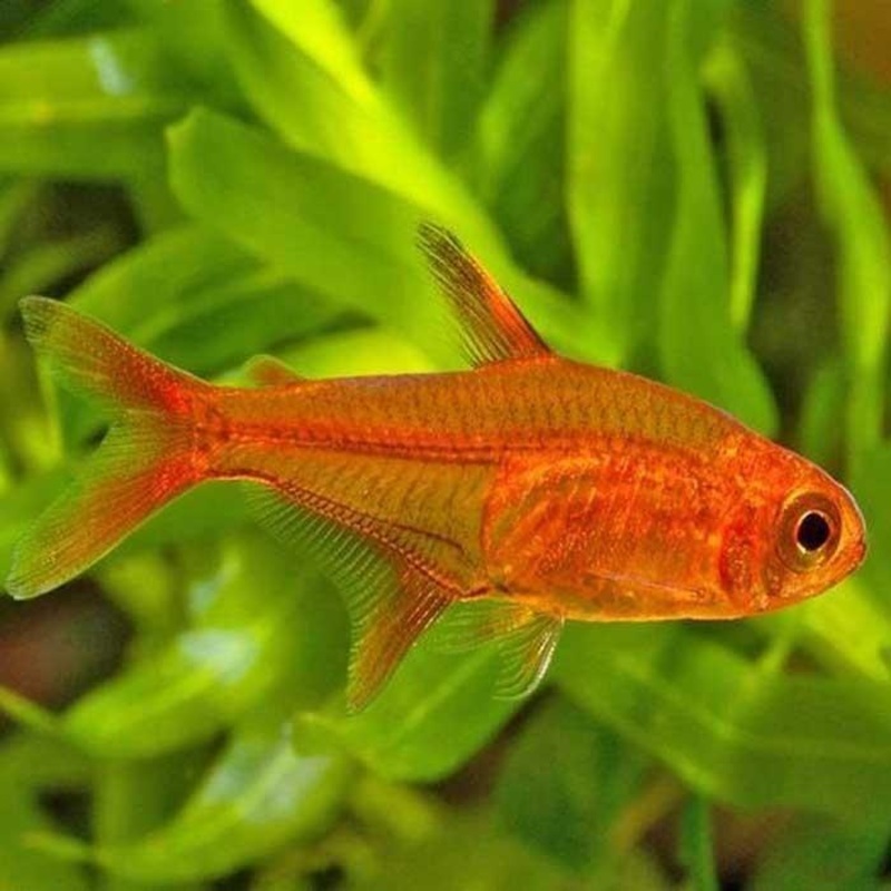 Ember Tetra 2 Cm