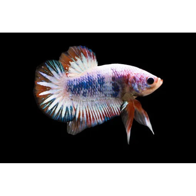 HMPK Koi Male Betta