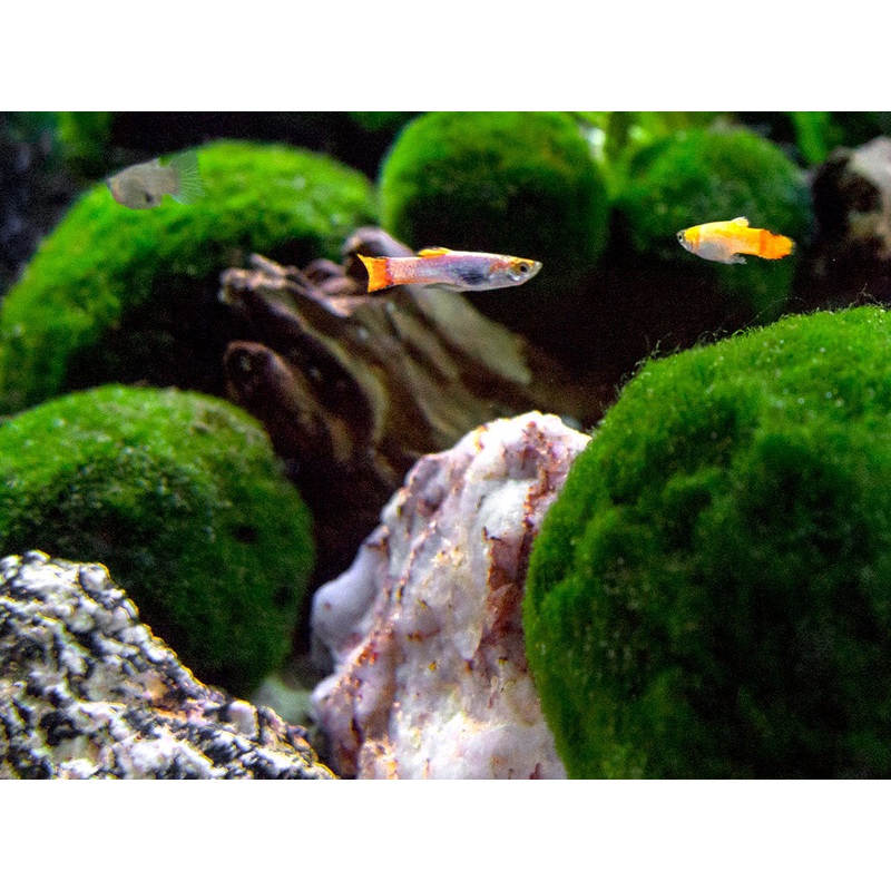 Koi Endlers Livebearer (Poecilia wingei), Males and Females, Tank-Bred!